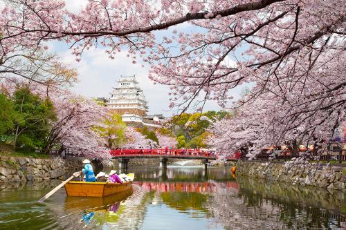 Himeji Castle Cherrry Blossoms Viewing Festival